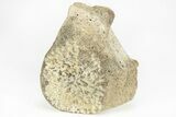 Fossil Whale Thoracic Vertebra - Yorktown Formation #214280-3
